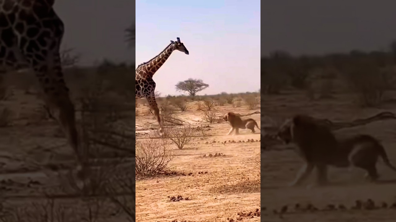 זברה ואריה במפגש מותח